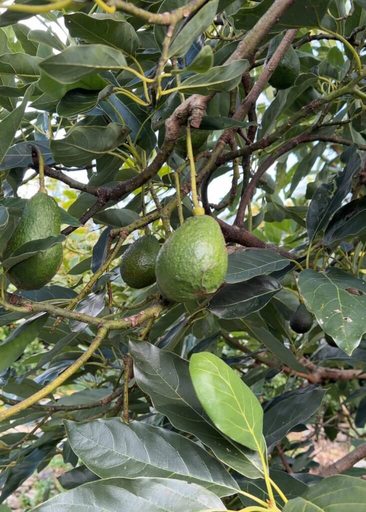 ひたすら実っているアボカド