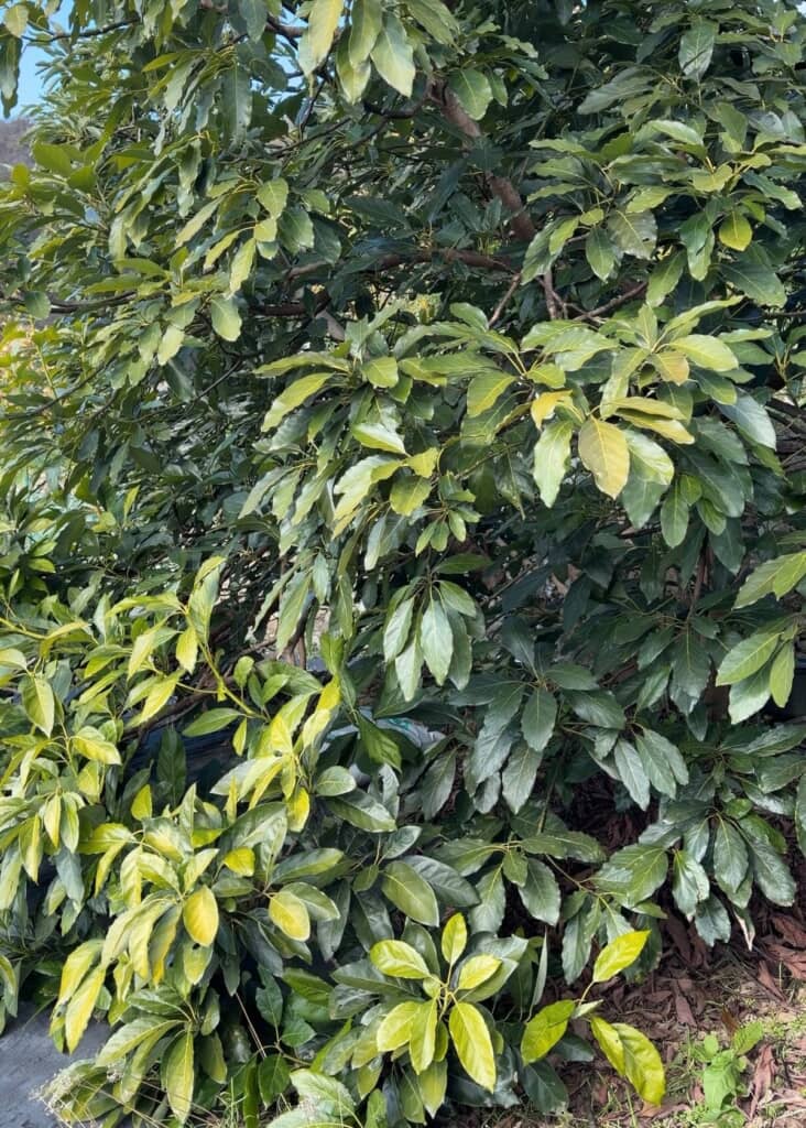 約20年でこんな姿に！