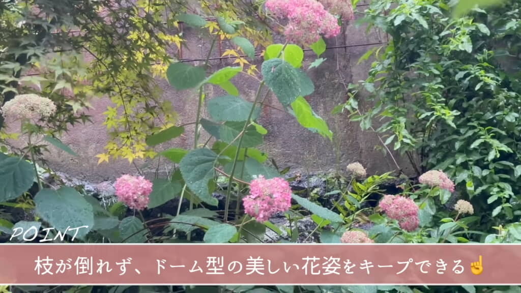 アジサイの一種「アナベル」