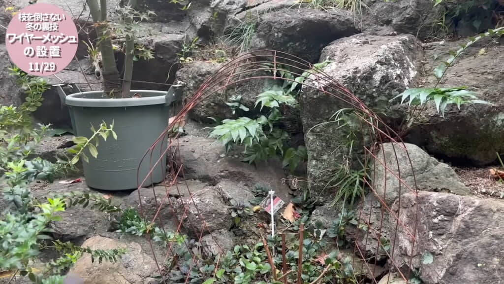 剪定箇所から40センチ程度上にワイヤーメッシュの頂点がくるように設置