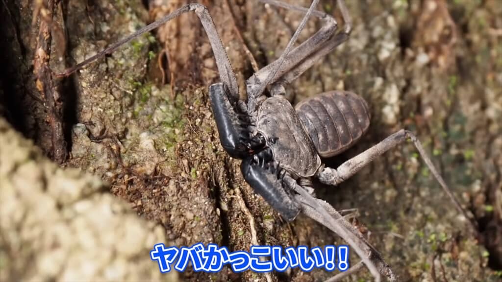 南部コロンビアに生息するウデムシ
