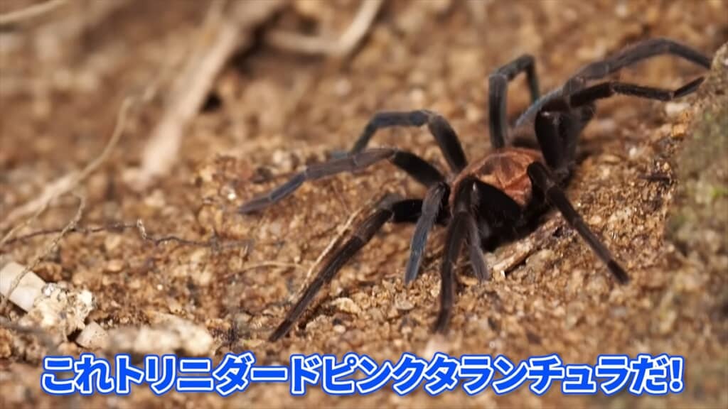 南部コロンビアに生息するトリニダードピンクタランチュラ