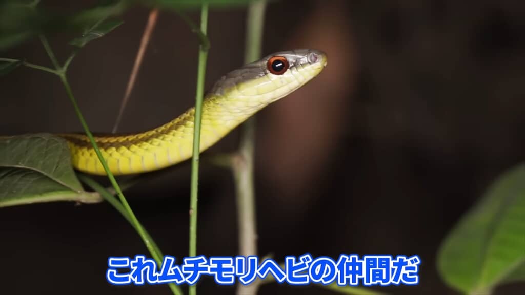 南部コロンビアに生息するムチモリヘビの仲間