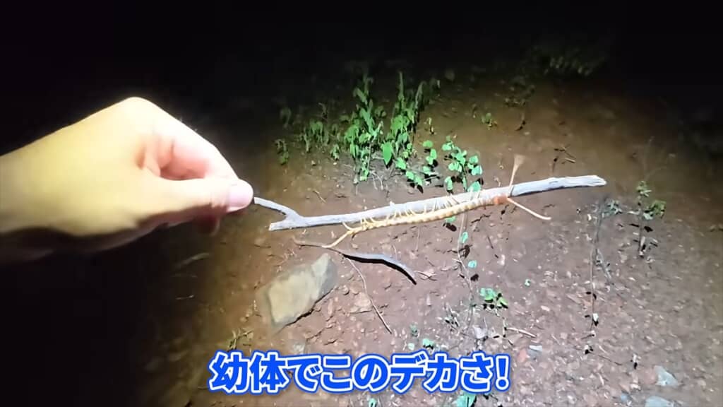 世界最大のムカデ「Scolopendra gigantea」の幼体