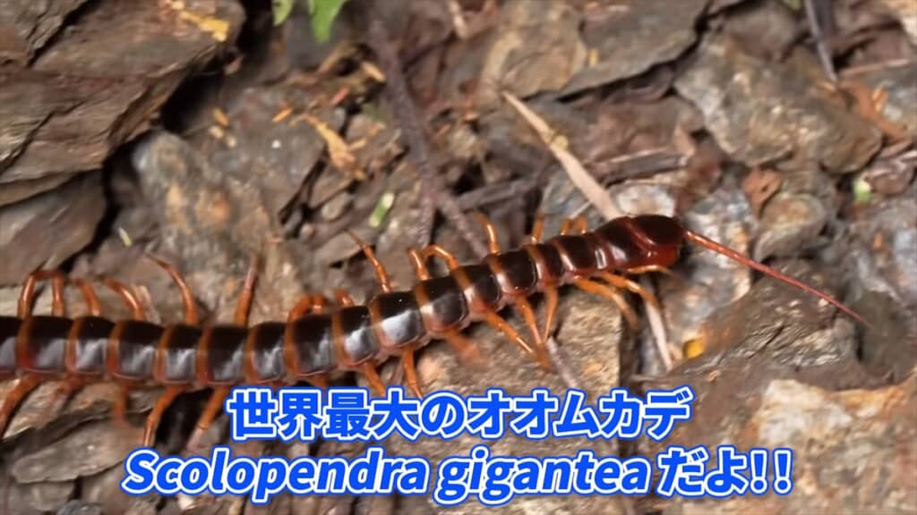 世界最大のムカデ「Scolopendra gigantea」
