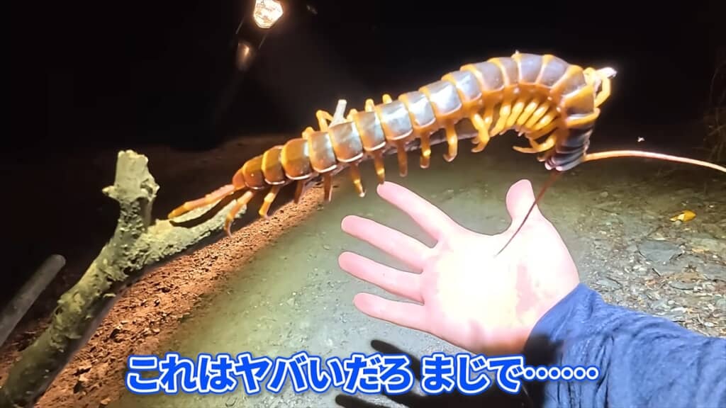 世界最大のムカデ「Scolopendra gigantea」