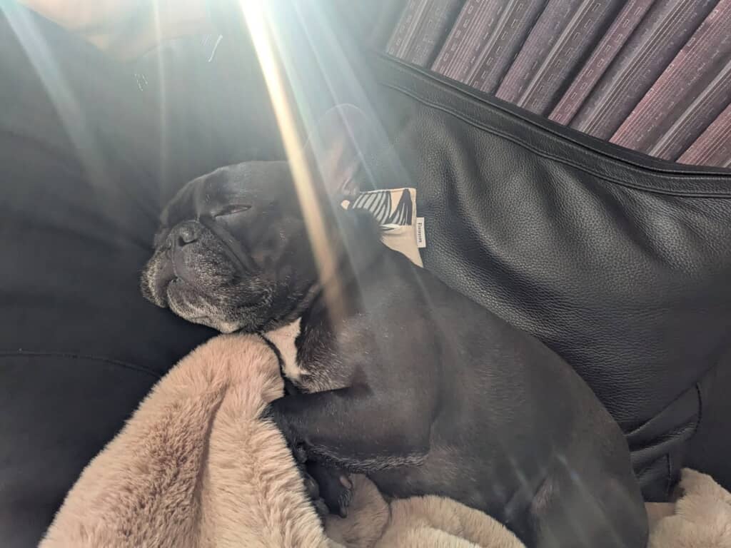 ジーナちゃんの普段の様子