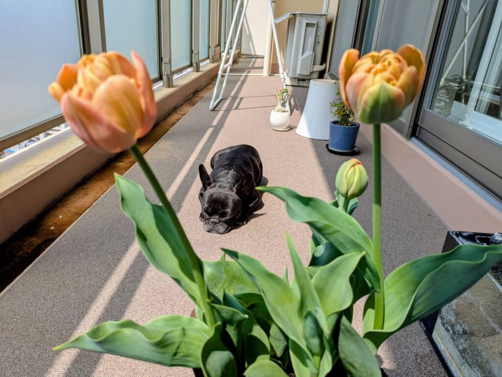 ジーナちゃんの普段の様子