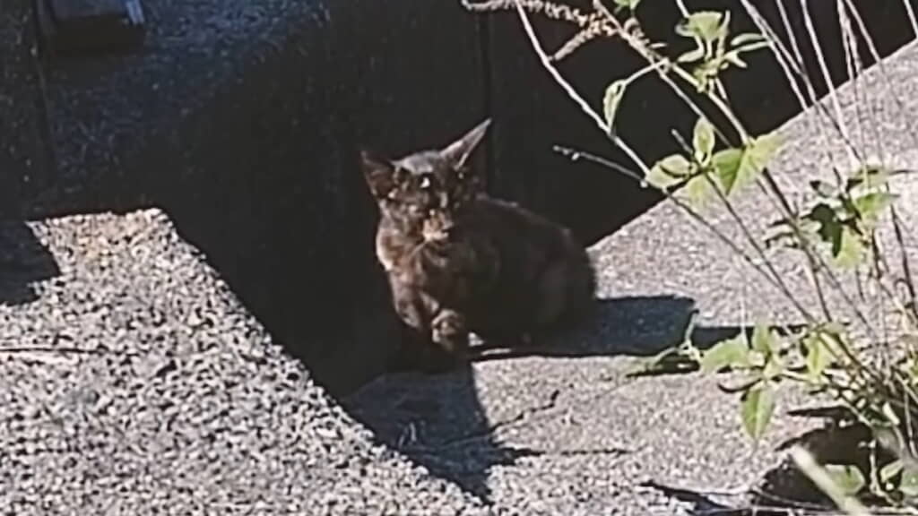 保護時の穂ちゃん
