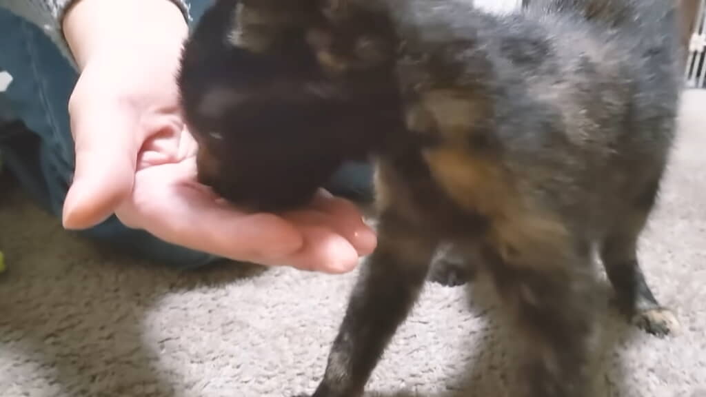 焼いた肉をおいしそうに食べる
