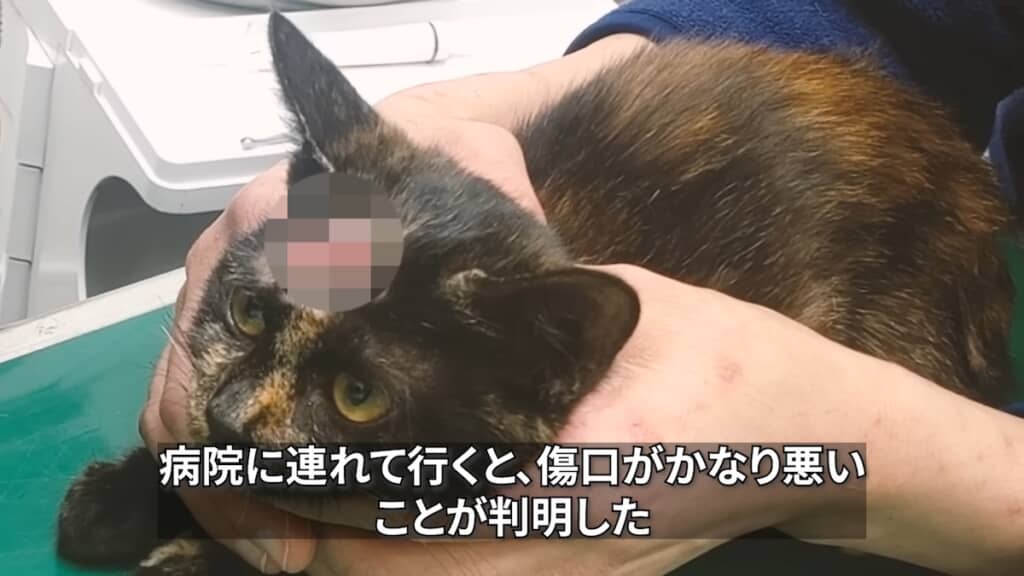 傷口から頭蓋骨が見えていた
