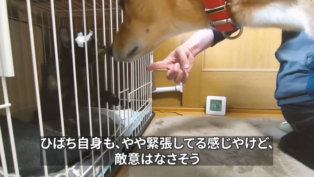 ひばちくんとごあいさつ
