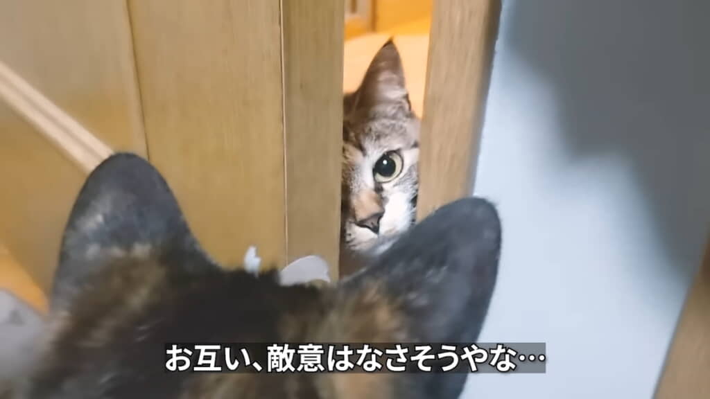 茅ちゃんとの顔合わせ
