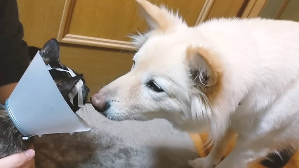 つづらくんとの顔合わせ
