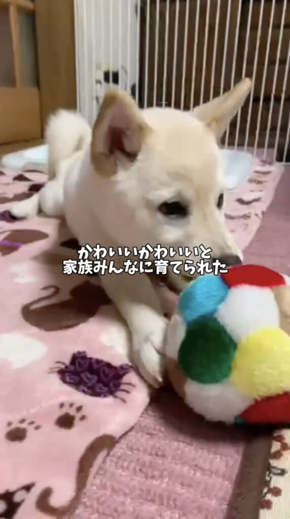子犬だったころのはるちゃん