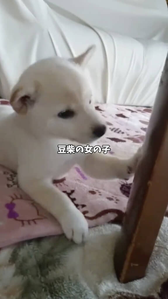 思い切りかわいがられて育った結果……