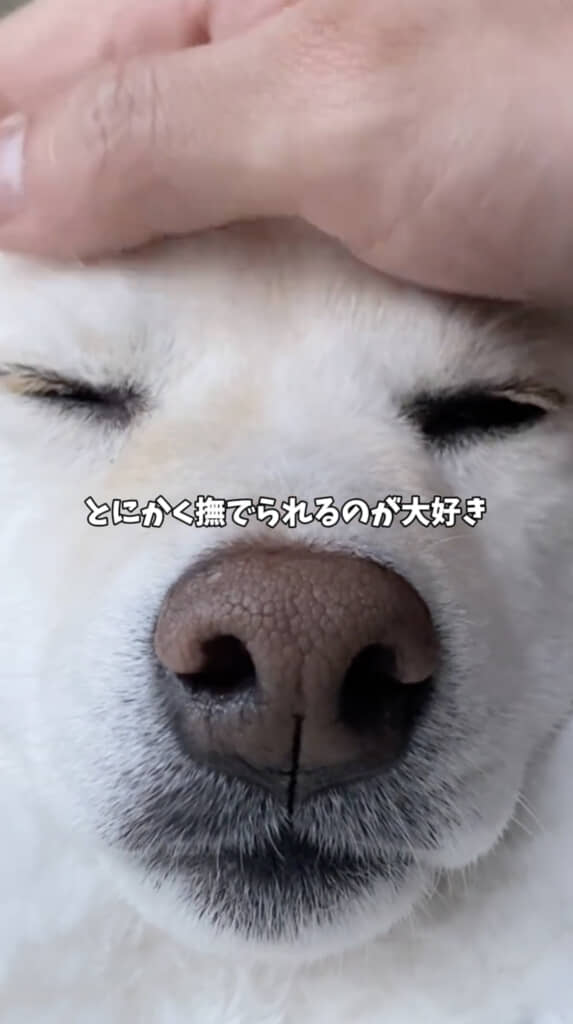 なでられるのも大好き