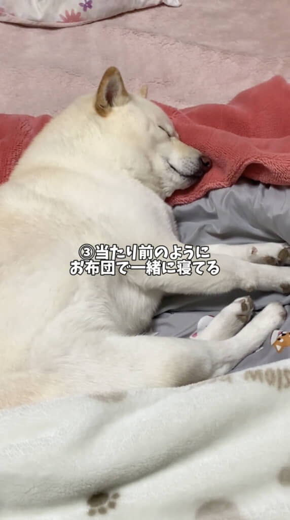 飼い主さんと一緒に布団で寝ます