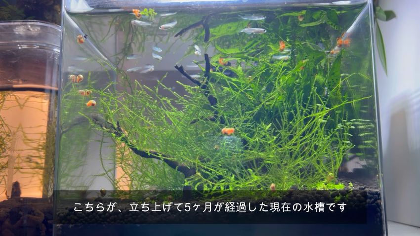 立ち上げてから5カ月が経過しウィローモスに覆われている水槽