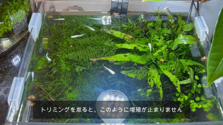 上から見ると一面緑なDAISO水槽