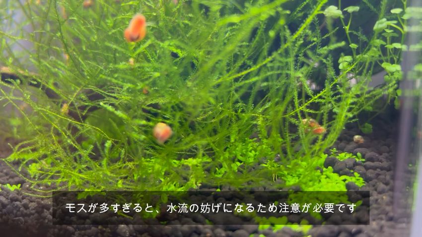 伸び放題になったウィローモスと近くを移動するレッドラムズホーン