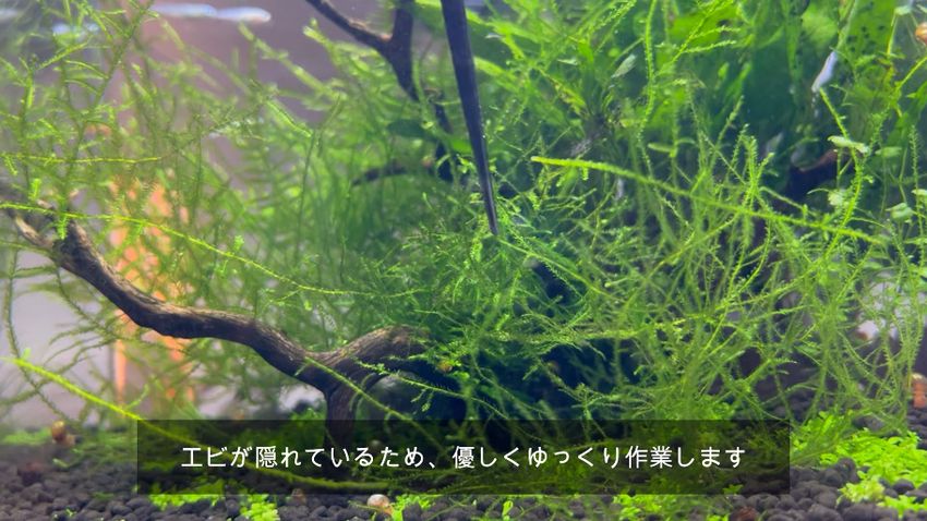 ハサミで少しずつカットされていくウィローモス