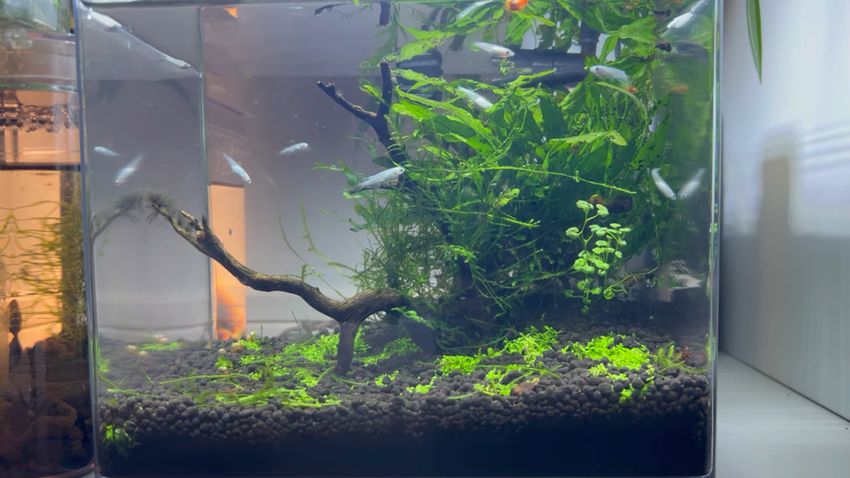 ウィローモスをトリミングしてすっきりした水槽内の環境