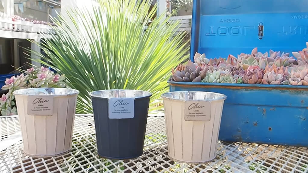 セリアで購入した缶に多肉植物を植えていきます