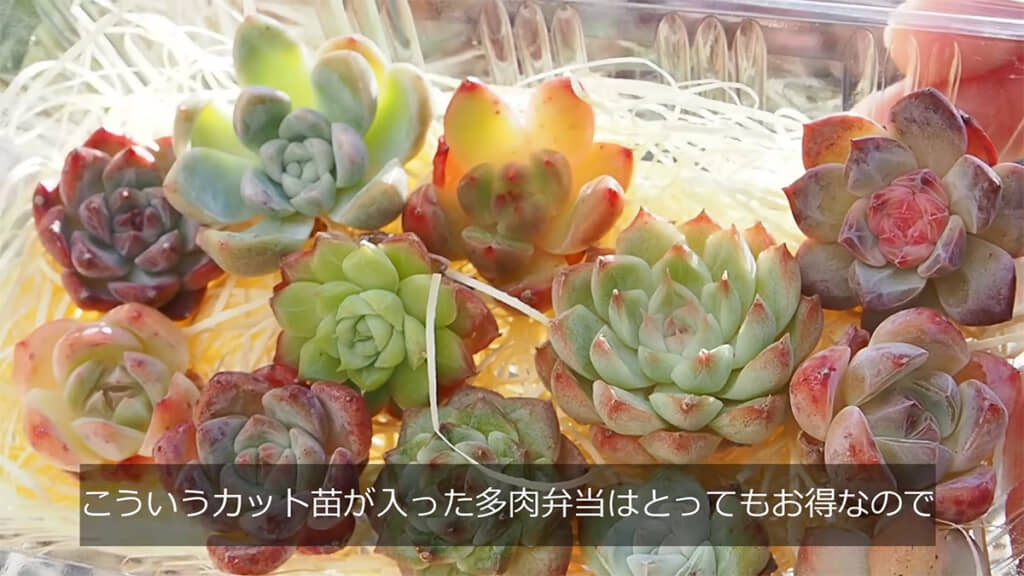 多肉弁当に入っているカット苗を使います