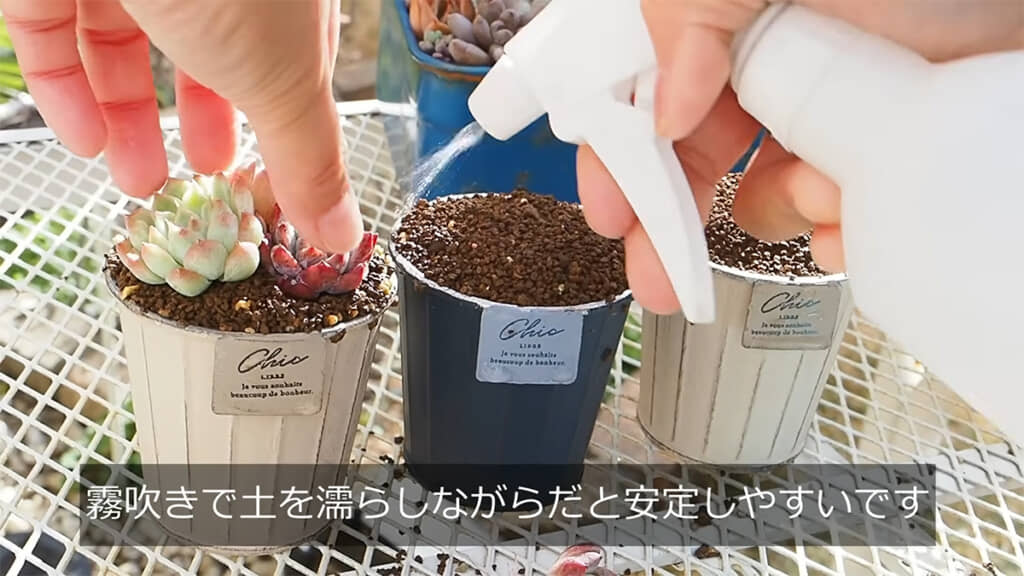 霧吹きで土を濡らしながら植えていきます