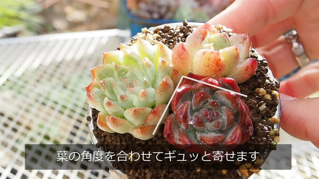 葉の角度を合わせ、ぎゅっと寄せるとGood