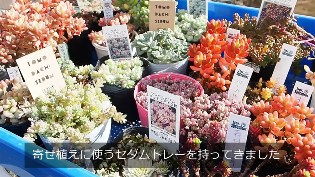 種セダムを使います