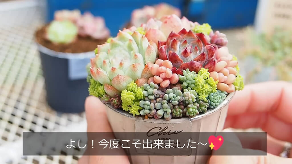 多肉植物の寄せ植え、かわいいです
