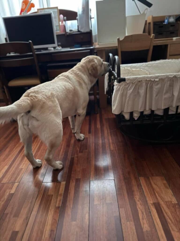 赤ちゃんたちは帰ってしまいました