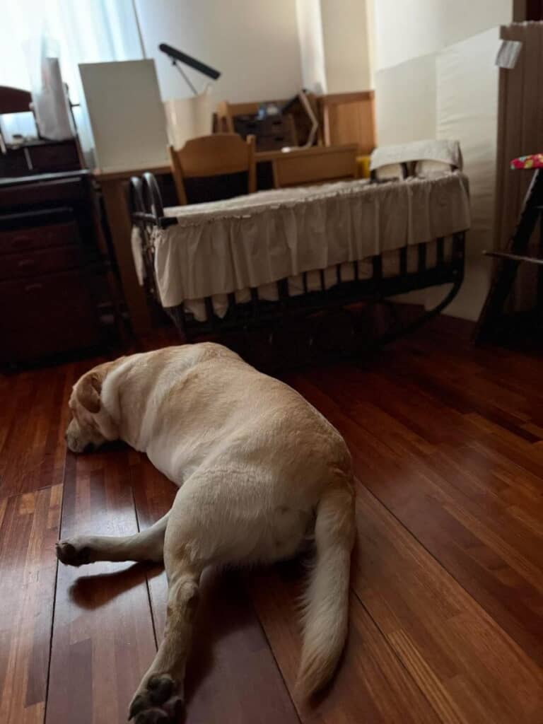 ベッドから離れようとしません