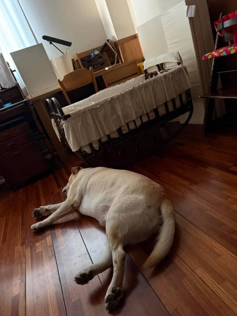 また会いに来てくれるよ！