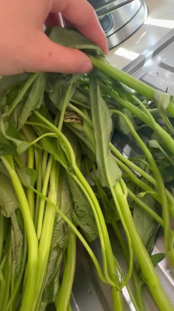 慎重に葉と茎をより分けると……