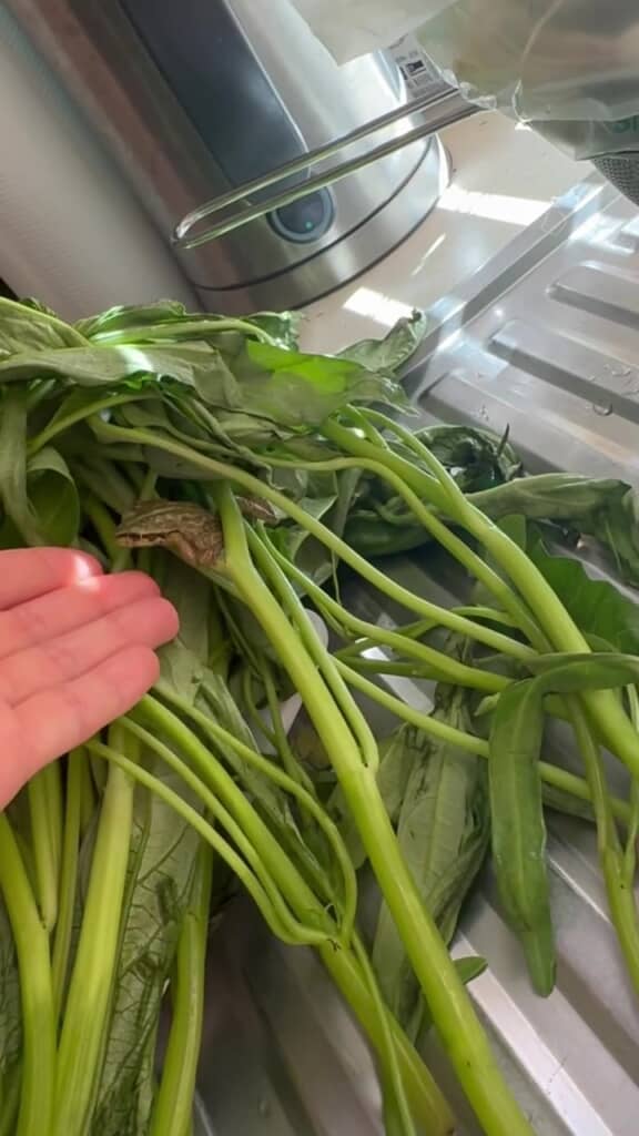 おそるおそる手を伸ばすと