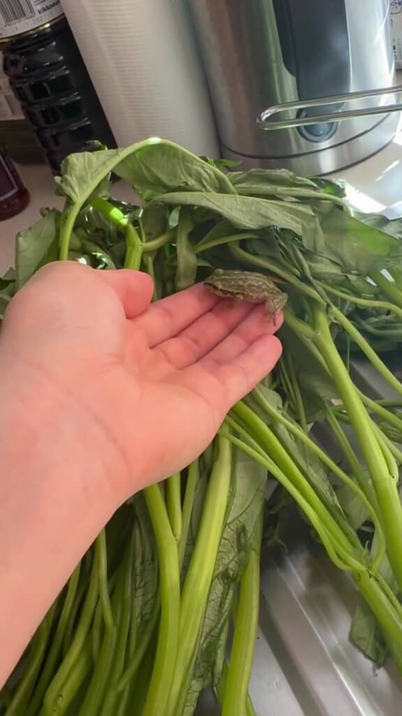 手のひらに乗りました