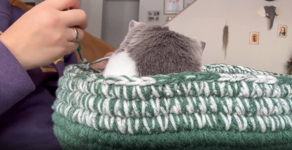 もふもふの後頭部がたまりません