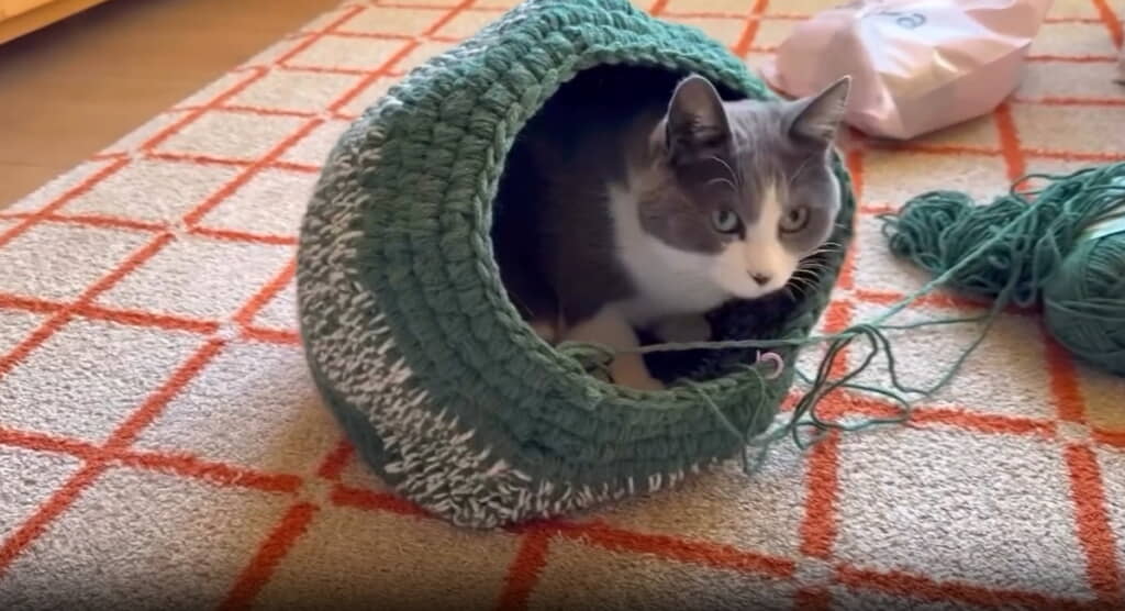 もう少し狭くてもいいにゃ