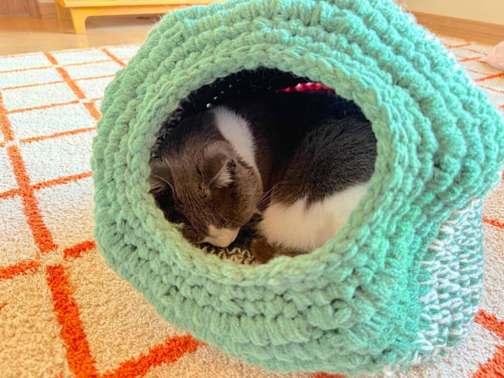 すてきなキャットドームが出来てよかったね!!