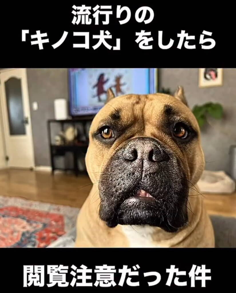 流行りの「キノコ犬」を試したら