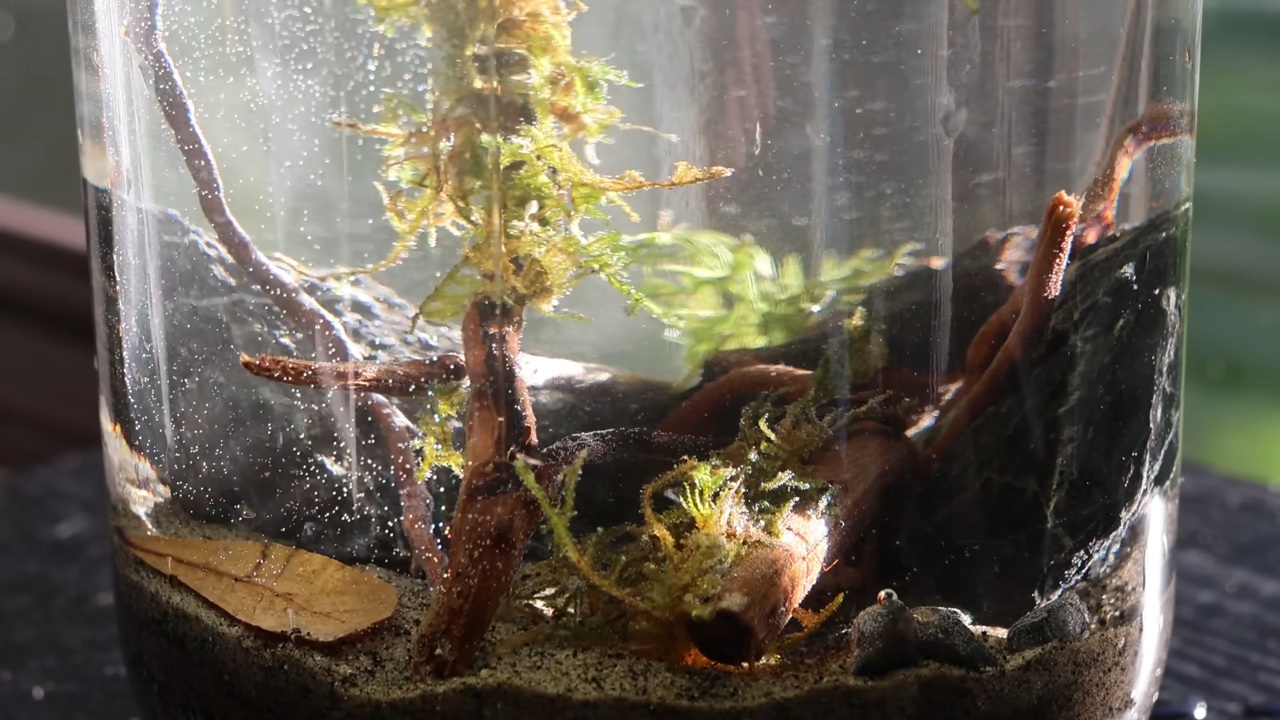 3匹の小さなエビ→ビンに入れて45日後…… まさかまさかの“結果”に「涙が