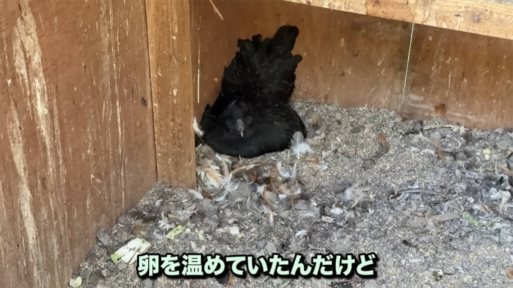 卵を温めていた黒いニワトリ