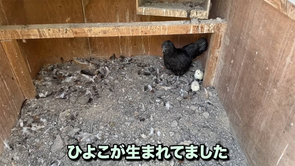 劣悪な環境の中でもヒヨコが誕生していました