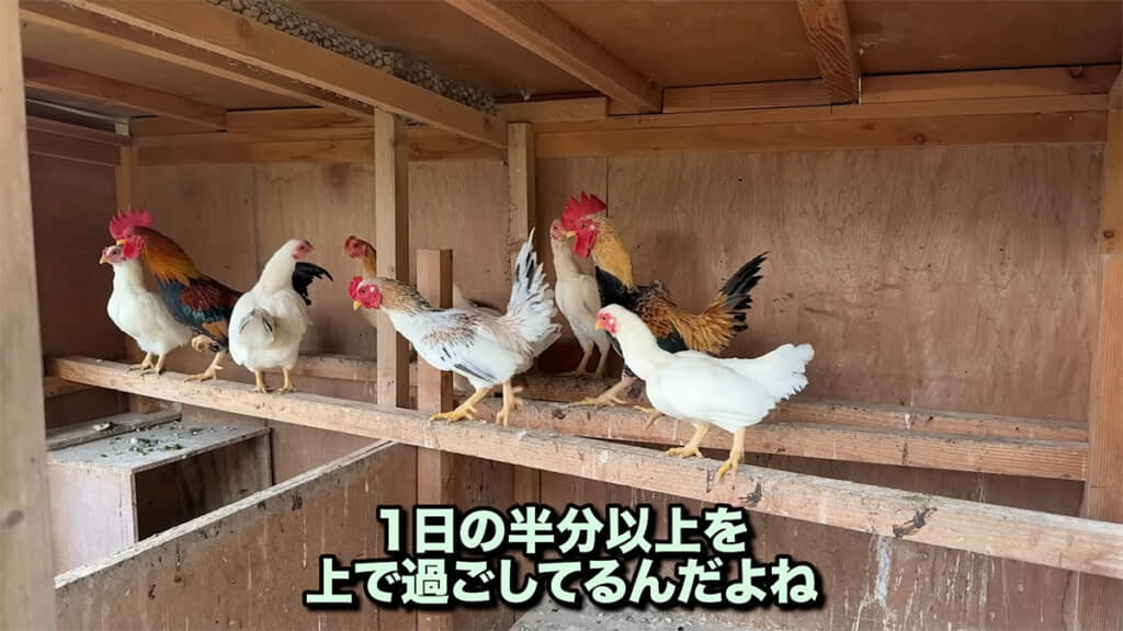 ニワトリたちは一日の大半を上の方で過ごしていました