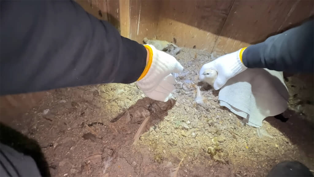 夜にヒヨコを保護