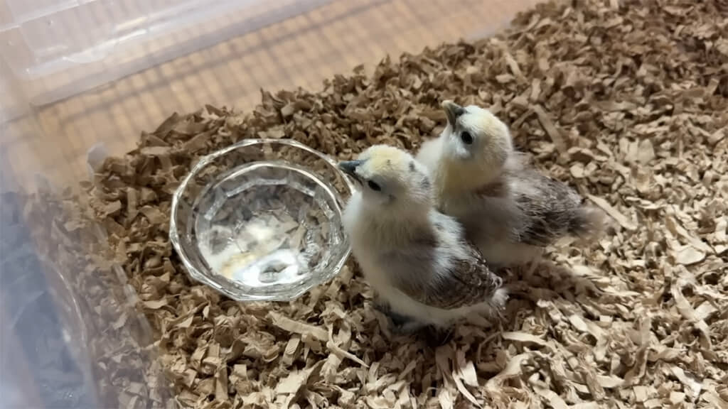 水を飲むヒヨコたち、かわいいです