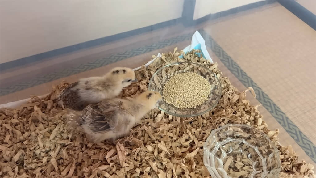 エサも食べてくれました、一安心です